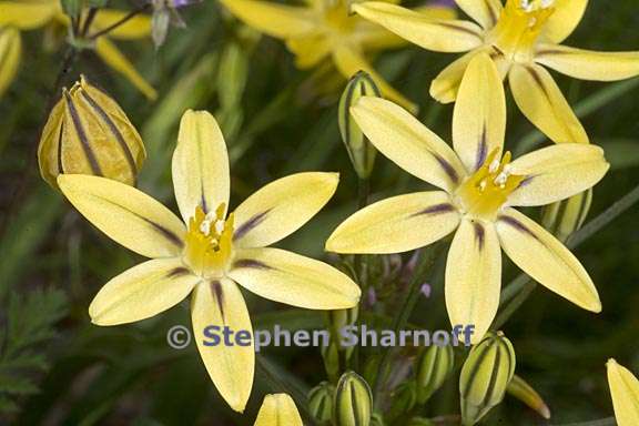 triteleia ixioides ssp scabra 3 graphic